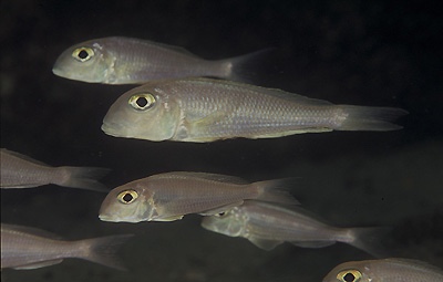 Xenotilapia boulengeri 'Lyamembe'
